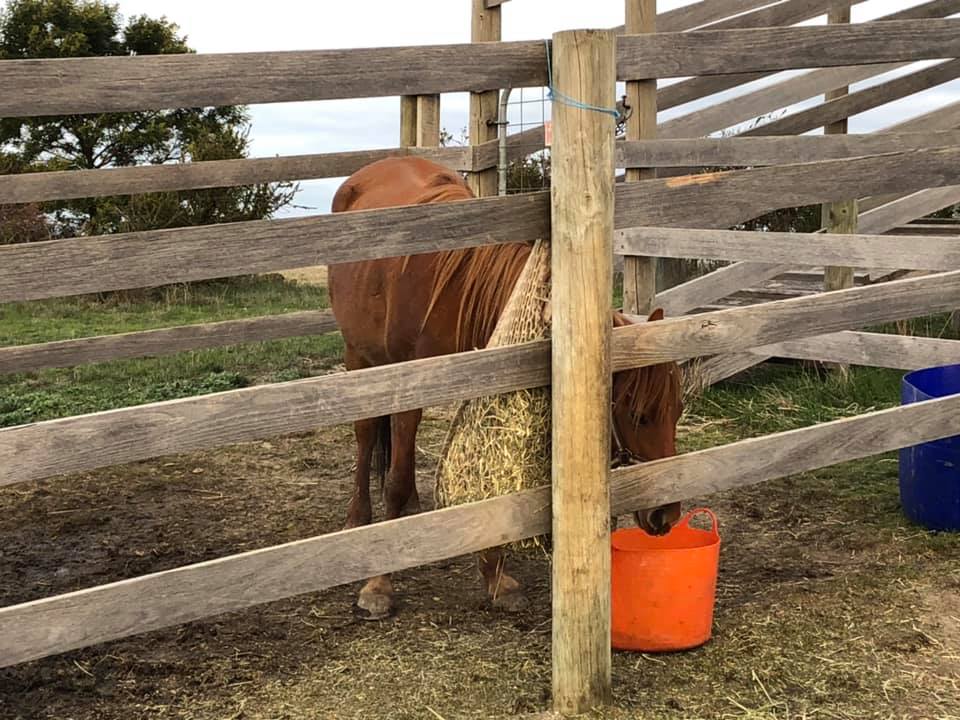 Captured Waler pony mare Hale in small yard at Darraweit Guim with hay net and bucket of food
