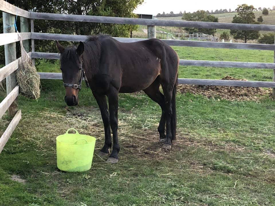 Captured Waler mare Bess in large yard at Darraweit Guim with hay net and bucket of food
