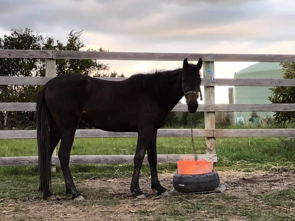 Waler mare Bess in big yard with evening bucket of food