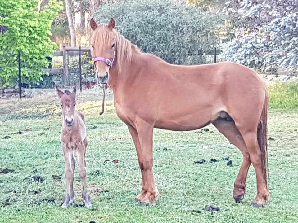 Mare Hale and colt foal Pinjee