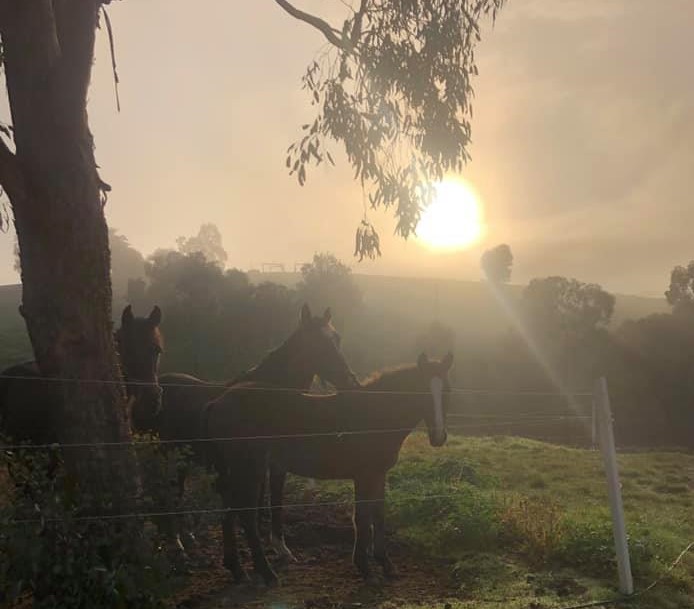 Waler mares Bess and Topsy with filly foal Indi at dawn in a yard first morning at horse trainer property