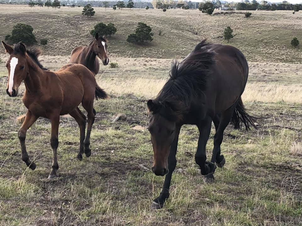 Waler mares Topsy, Bess in big paddock with filly foal Indi