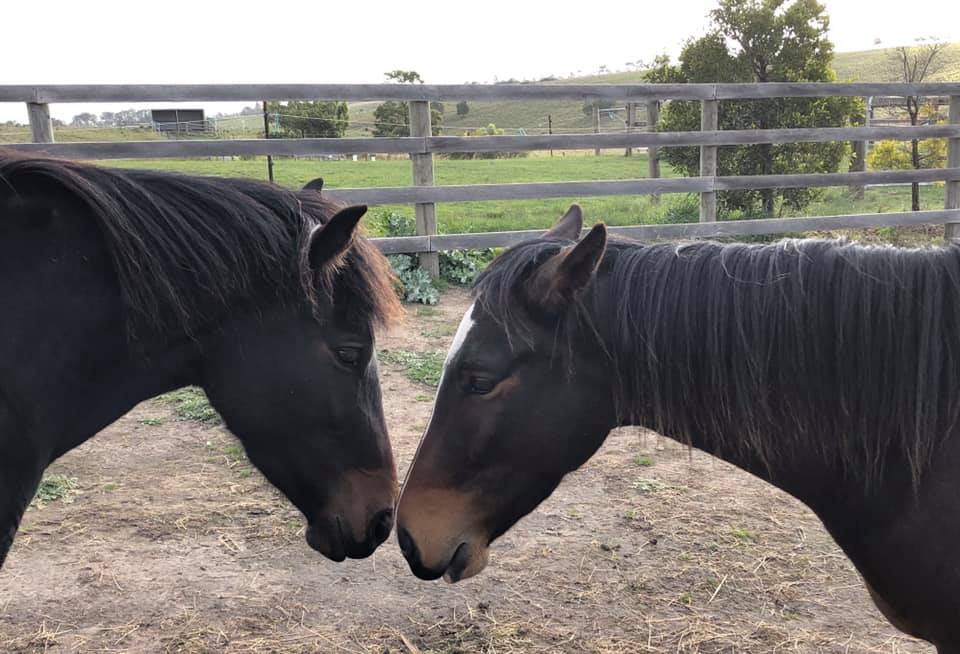 Waler mares Bess and Topsy nose-to-nose