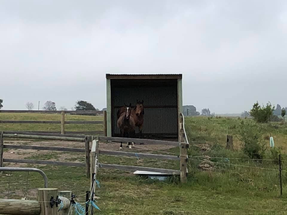 Waler mares Topsy and Mega in shelter shed