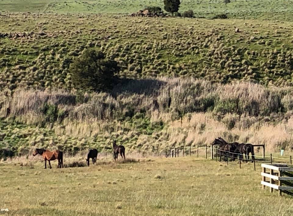 Waler mares Topsy, Bess and Mega in big paddock with Waler horses looking in from neighbouring paddock