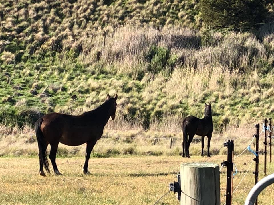 Waler mares Bess and Topsy in big paddock staring at the nearby hill