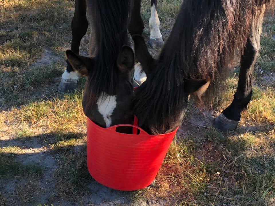 Bess and Topsy share bucket