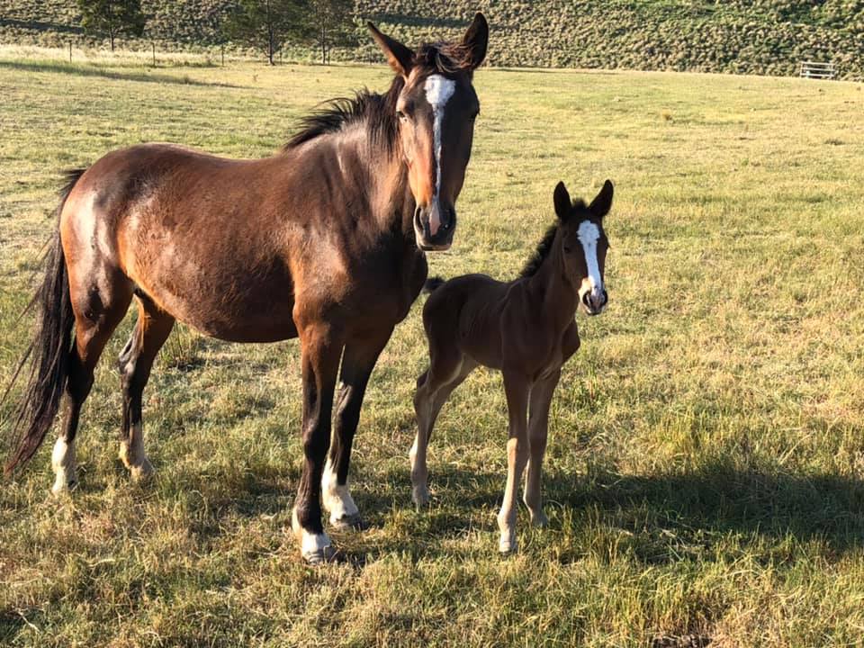 Waler mare Topsy with brand new filly foal Indi