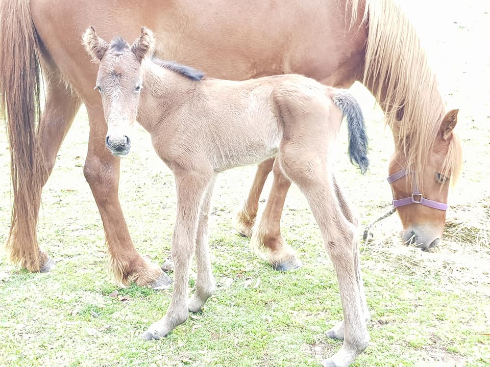 Waler pony mare Hale with brand new colt foal Pinjee