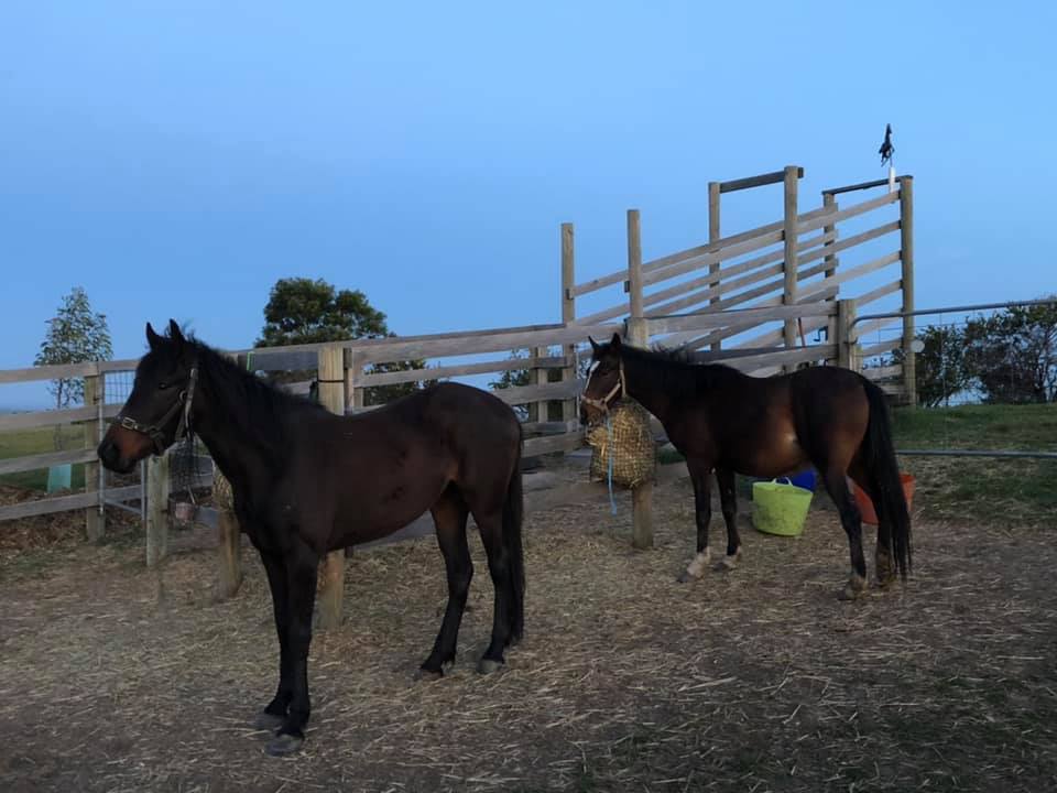 Waler mares Topsy and Bess in the big yard with food at dusk
