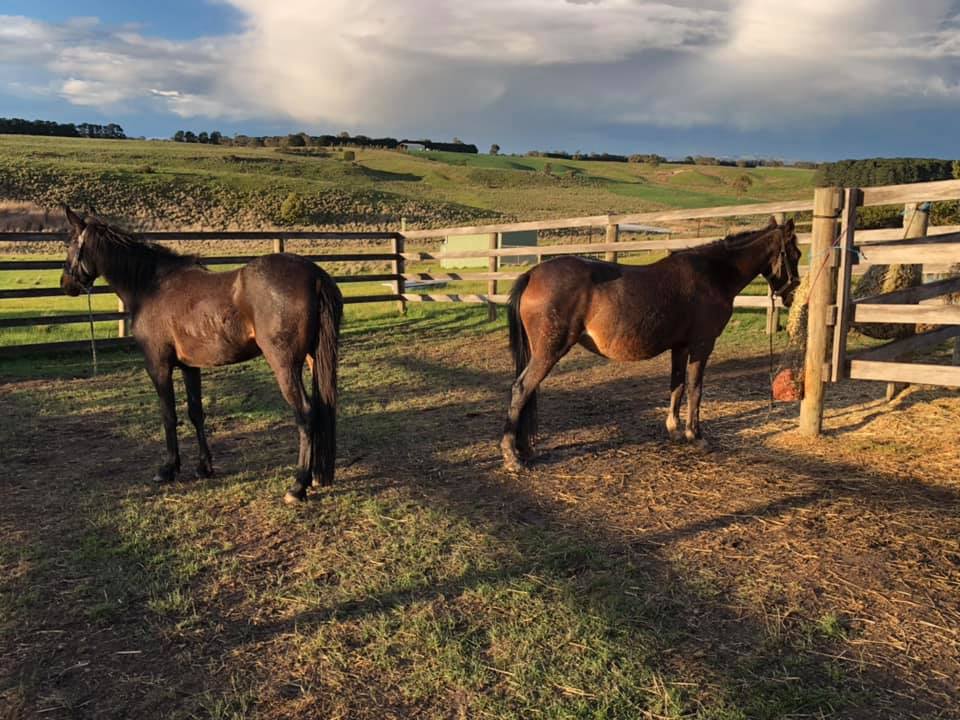 Waler mares Topsy and Bess in big yard