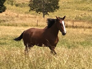 Waler mare Indi galivanting in paddock at Darraweit Guim Boxing Day 2022