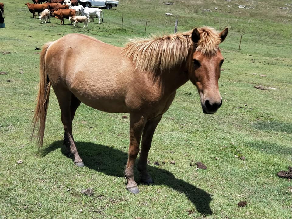 Timor Pony mare Savannah