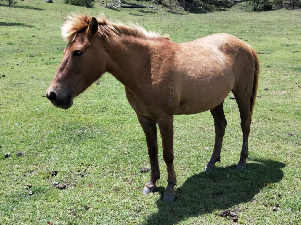 Timor Pony mare Savannah