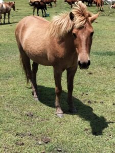 Timor Pony mare Savannah