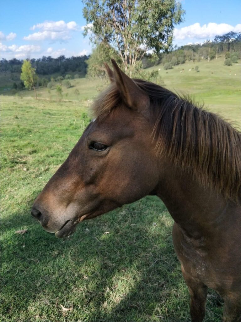 Timor Pony mare Star