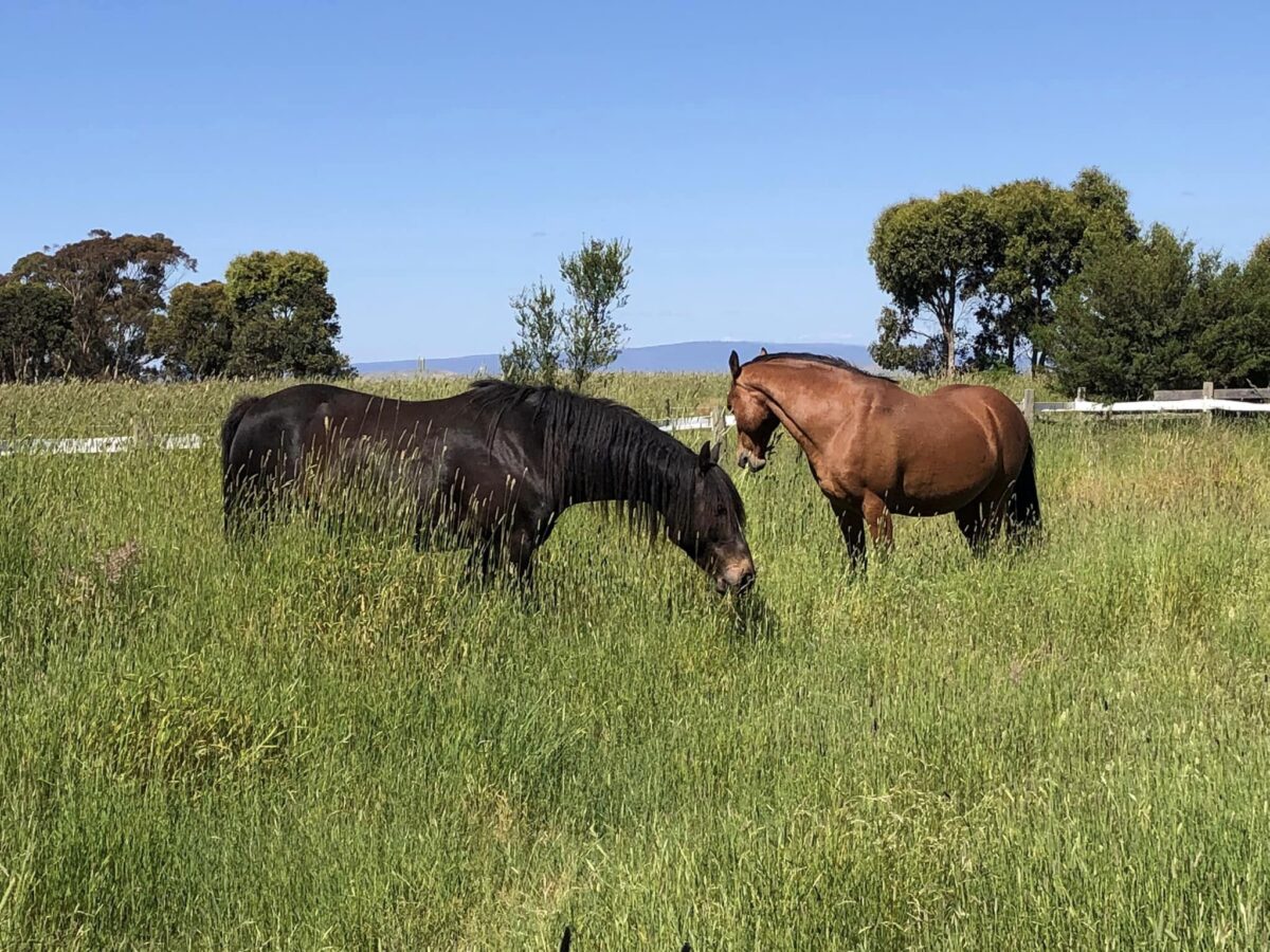 Equine Database Enoch - Waler Horse Database