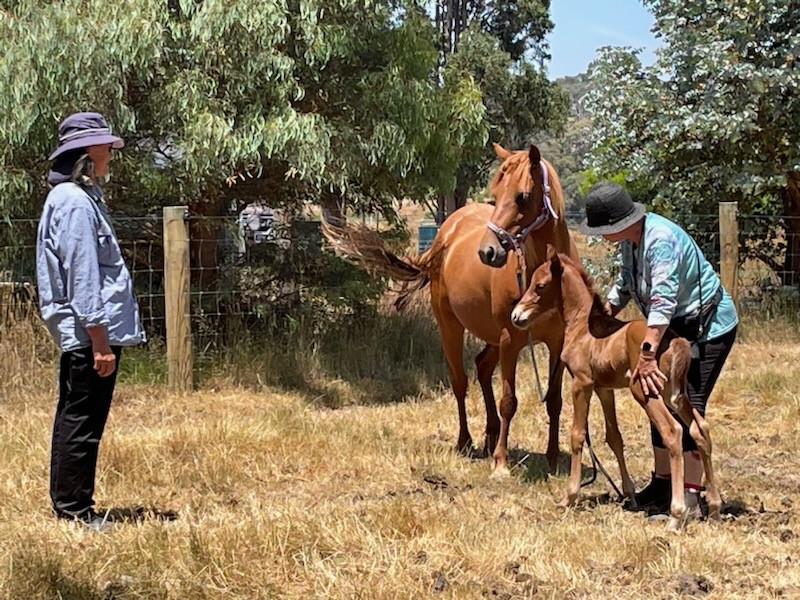 Waler pony mare Hale and first handling of new colt foal Zephyr January 2023
