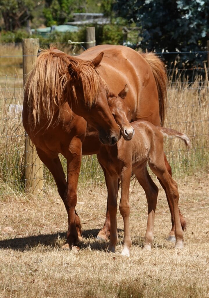 Waler pony mare Hale and her colt foal Zephyr
