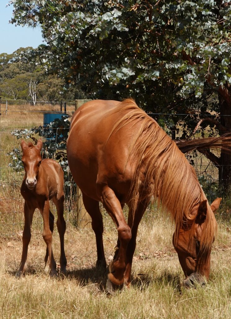 Mare Hale and her foal colt Zephyr