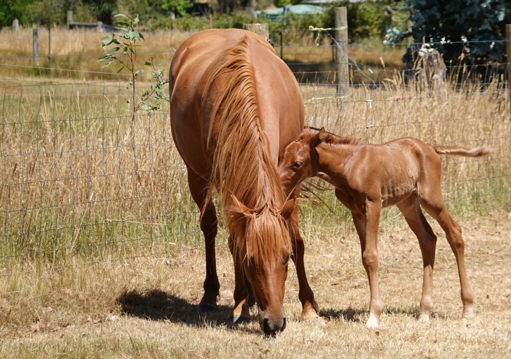 Waler pony mare Hale and colt foal born January 2023