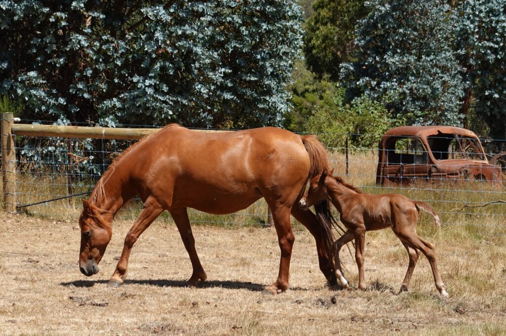 Waler pony mare Hale and her new colt foal January 2023