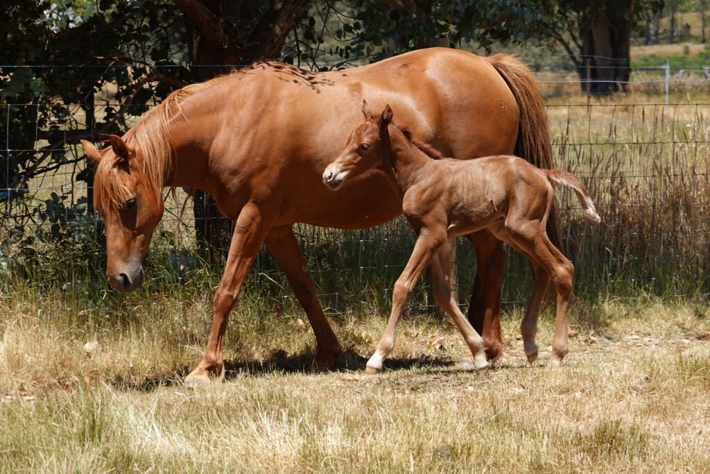 Mare Hale with one day old colt foal Zephyr January 2023