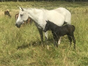 Waler mare Sweet Joy