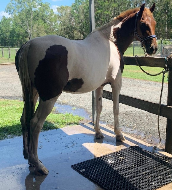 Waler gelding Tubby