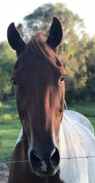 Waler gelding Tubby face