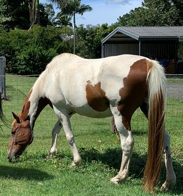 Waler gelding Tubby