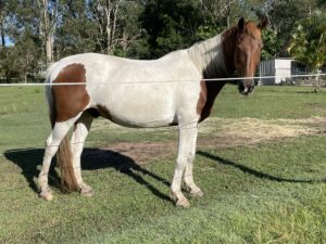 Waler gelding Tubby