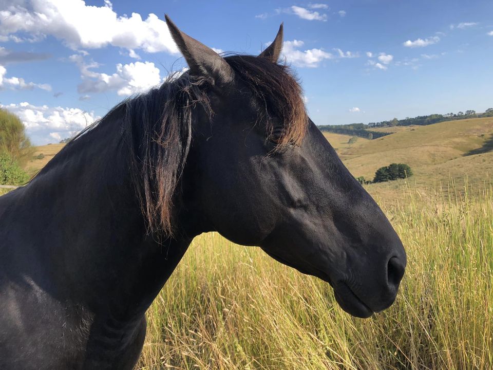 Waler stallion Ezekiel in his paddock contemplating the New Year ahead in 2023.