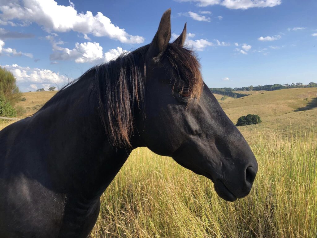 Waler stallion Classic Ezekiel contemplating the view from his paddock on New Year's Eve 2022