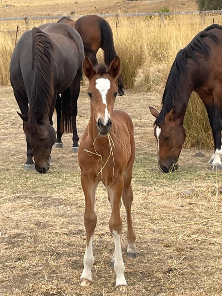 Foal Newlands Mollie in paddock with dam & other mares, ten days old