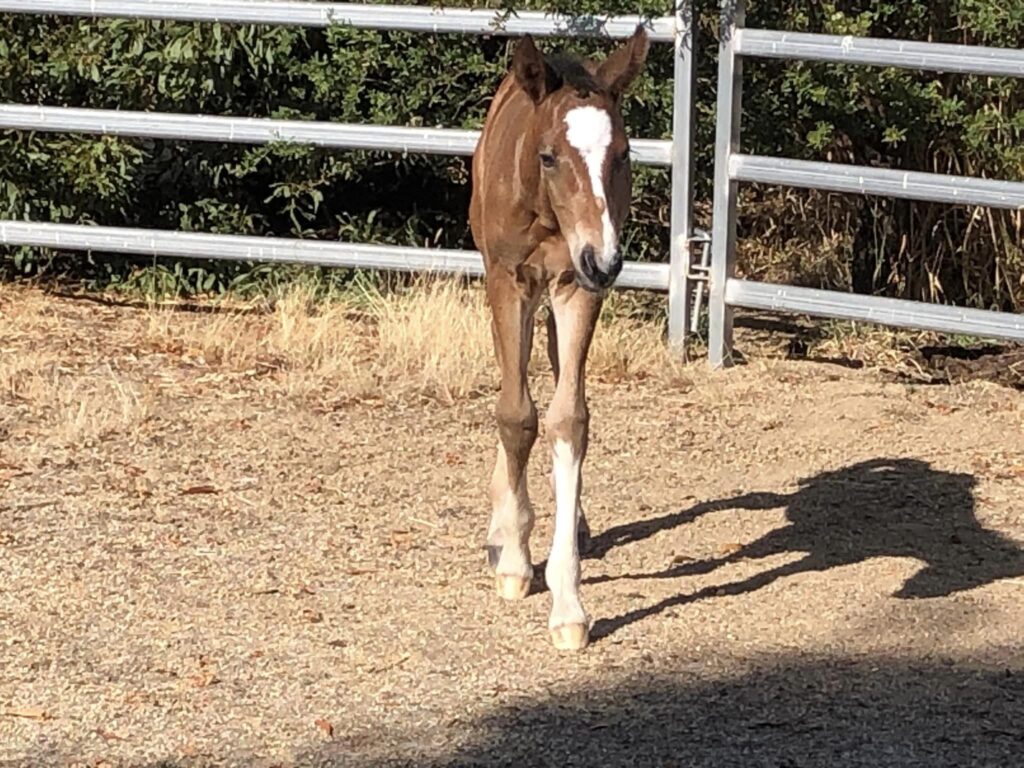 Waler Filly foal Molly at 2 days old