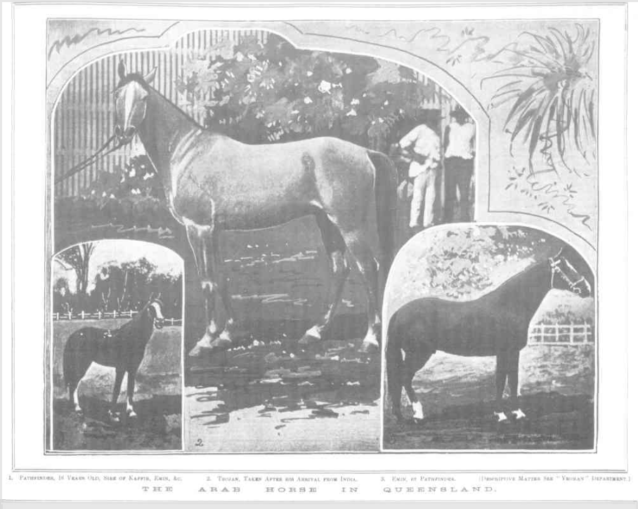 Arab Horse in Queensland