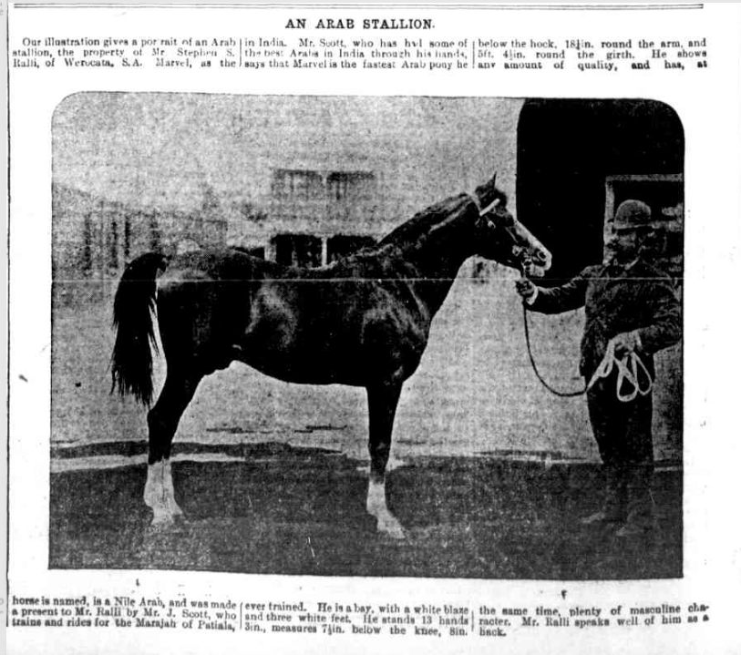 Arab Stallion, 1896
