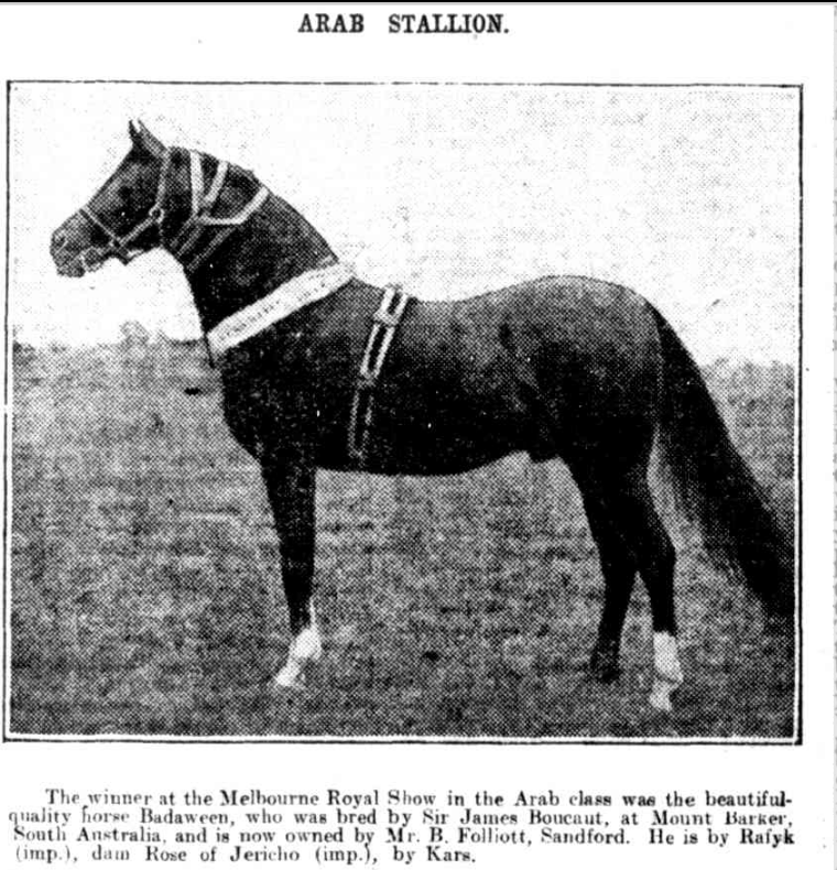 Show winning Arab Stallion 1916