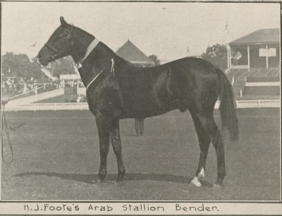 Arab Stallion Bender