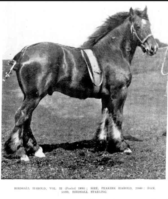 Shire horse Birdsall Harold