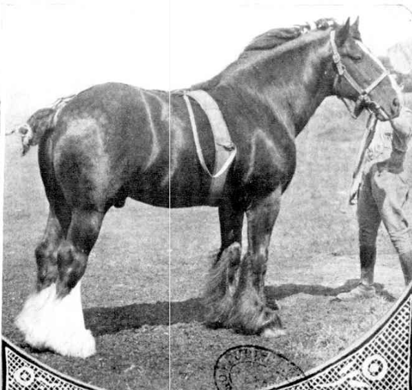 Clydesdale Stallion Bramhope Samson