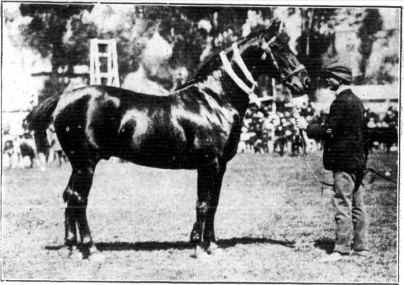 Phillp Charley's Cleveland Bay stallion, He imported several Clevelands and Roadsters; in fact his best Roadsters consisted of a lot of Cleveland Bay. He bred horses for the India trade and for utility horses here. His horses were top quality; money was no object with Philip Charley.