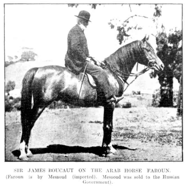 Arab Stallion Faroun