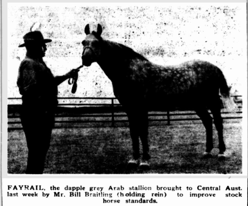 Fayrial, Arab stallion