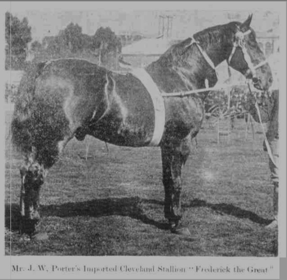 Cleveland Bay stallion Frederick the Great