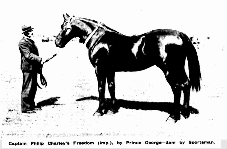 Cleveland Bay stallion named Freedom, he was a much admired horse and always had a full book of mares. He was a coaching stallion, his breeding almost all Cleveland Bay.