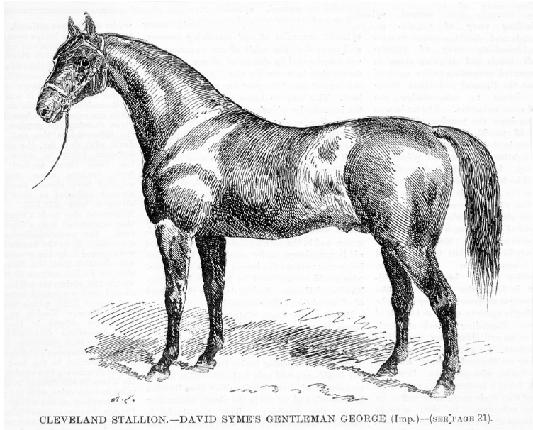 Gentleman George, Cleveland Bay stallion belonging to David Syme. 1891. Syme had several Cleveland Bays. The Syme family also raced horses.