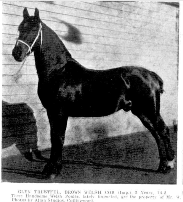 Horse Glyn Trustful, Punch (Melbourne), Thursday 27 October 1910.