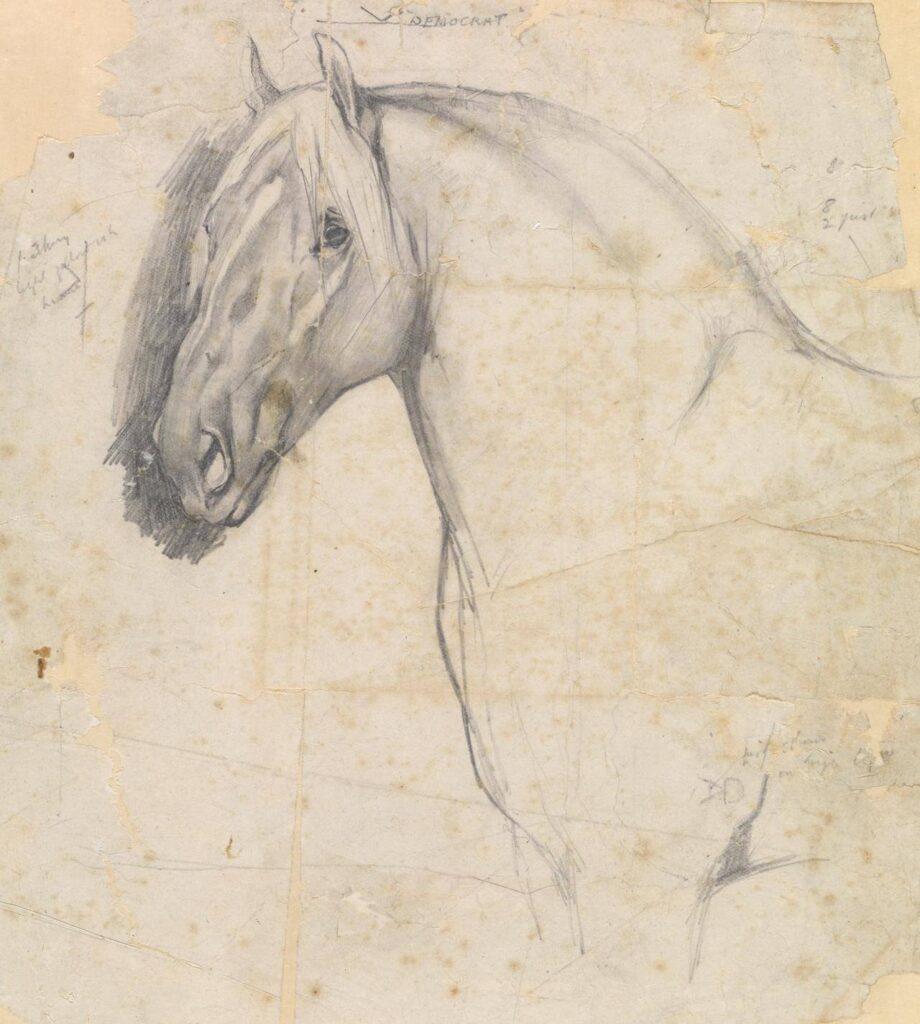 Portrait of head of Suffolk Punch stallion by R. Douglas Fry 1911